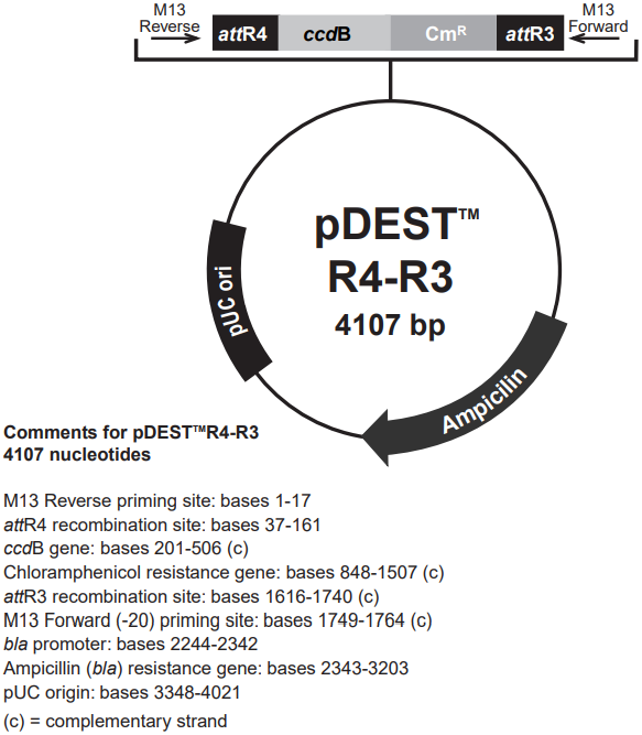 pDEST R4-R3载体图谱
